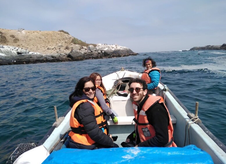 Picture 5 for Activity Penguins Watching Cachagua Island - Zapallar From Valparaiso