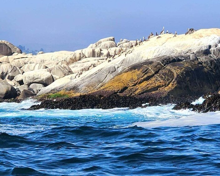 Picture 1 for Activity Penguins Watching Cachagua Island - Zapallar From Valparaiso