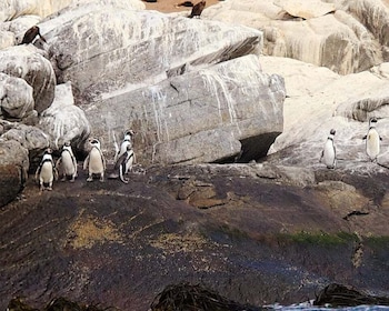 Penguins Watching Cachagua Island - Zapallar From Valparaiso