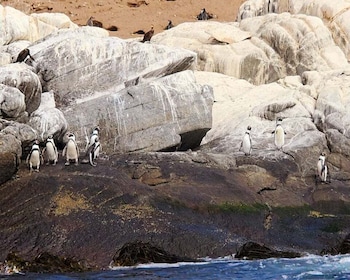 Penguins Watching Cachagua Island - Zapallar From Valparaiso