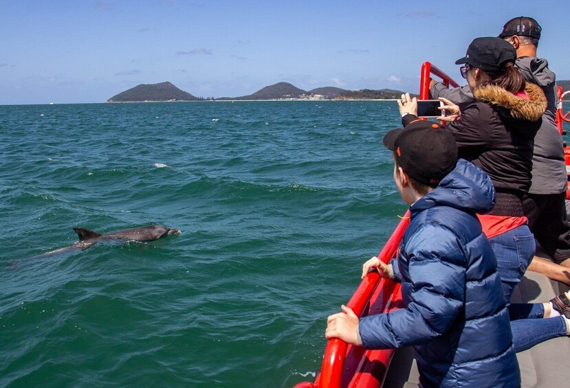 Picture 4 for Activity Nelson Bay: 1hr Dolphin Watch Express