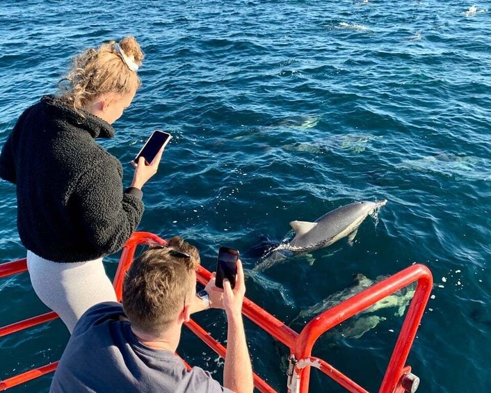 Picture 1 for Activity Nelson Bay: 1hr Dolphin Watch Express