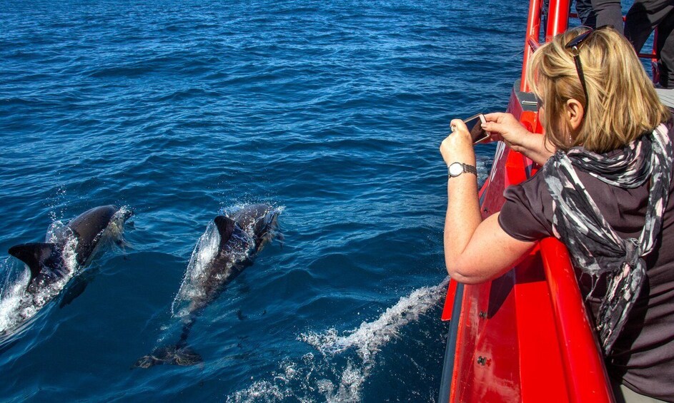 Picture 2 for Activity Nelson Bay: 1hr Dolphin Watch Express