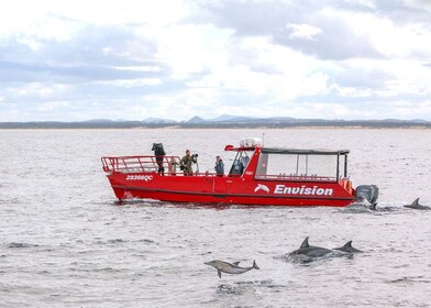 Nelson Bay: 1 Stunde Delphinbeobachtung Express