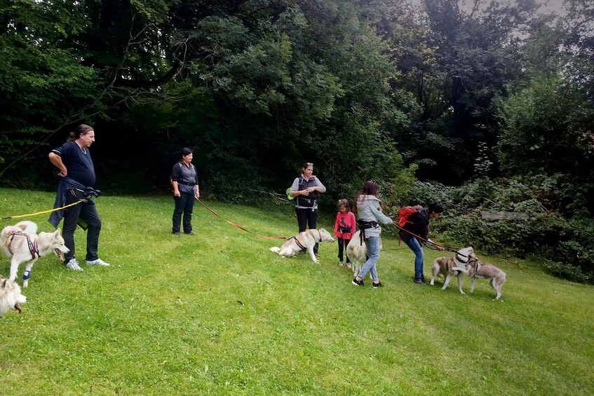 Picture 6 for Activity Unterallgäu: Wiedergeltingen Guided Hike with Huskies