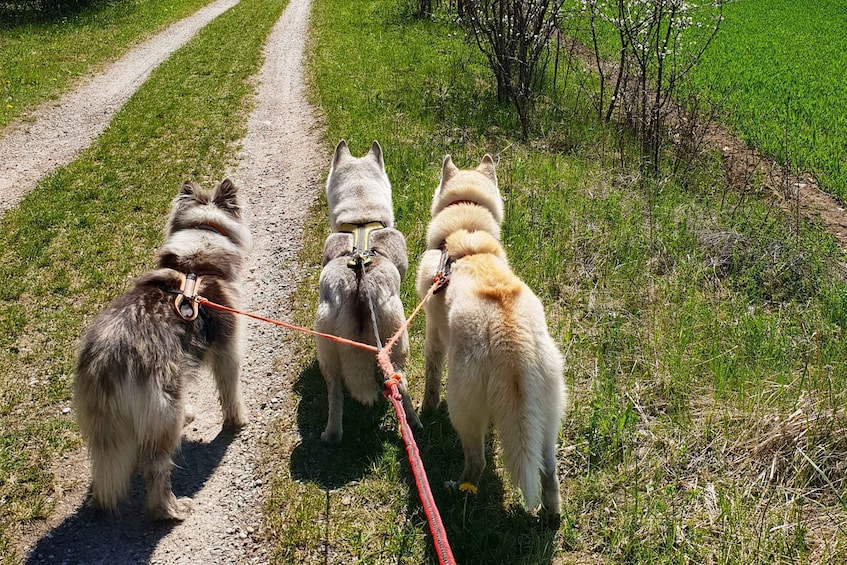 Picture 5 for Activity Unterallgäu: Wiedergeltingen Guided Hike with Huskies