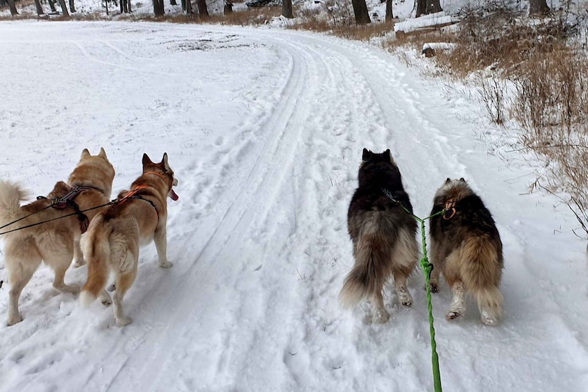 Picture 2 for Activity Unterallgäu: Wiedergeltingen Guided Hike with Huskies