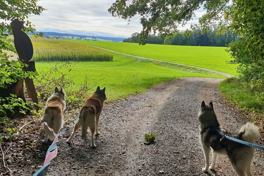 Picture 3 for Activity Unterallgäu: Wiedergeltingen Guided Hike with Huskies