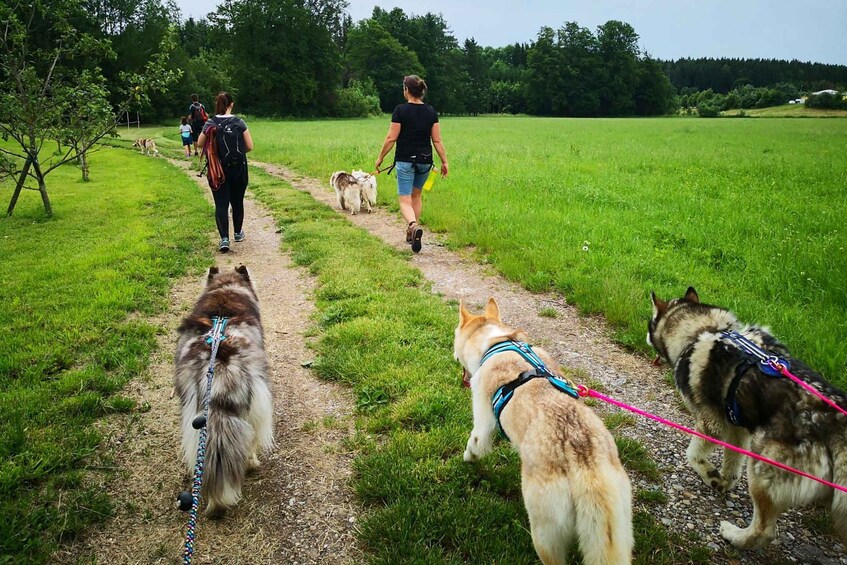 Picture 1 for Activity Unterallgäu: Wiedergeltingen Guided Hike with Huskies