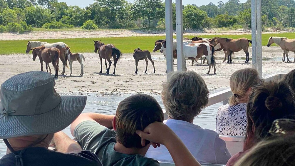 Picture 9 for Activity From Chincoteague Island: Assateague Island Boat Tour