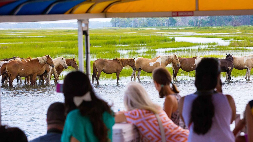 Picture 1 for Activity From Chincoteague Island: Assateague Island Boat Tour