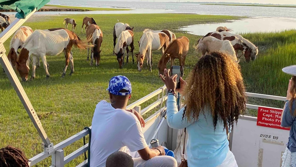 From Chincoteague Island: Assateague Island Boat Tour