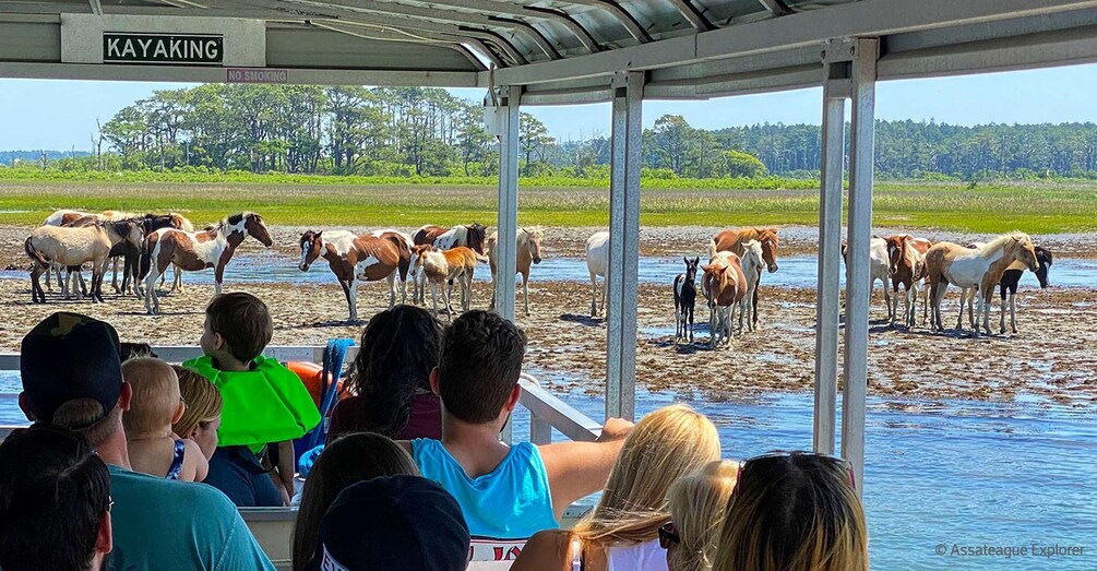 Picture 2 for Activity From Chincoteague Island: Assateague Island Boat Tour