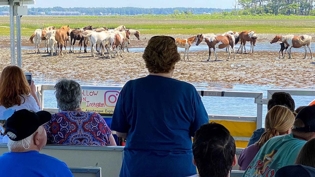 Picture 5 for Activity From Chincoteague Island: Assateague Island Boat Tour