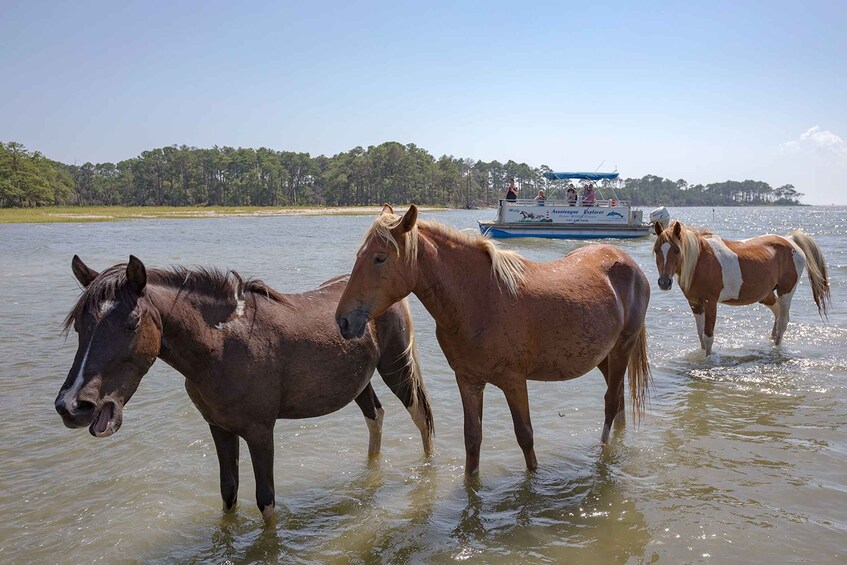 Picture 4 for Activity From Chincoteague Island: Assateague Island Boat Tour