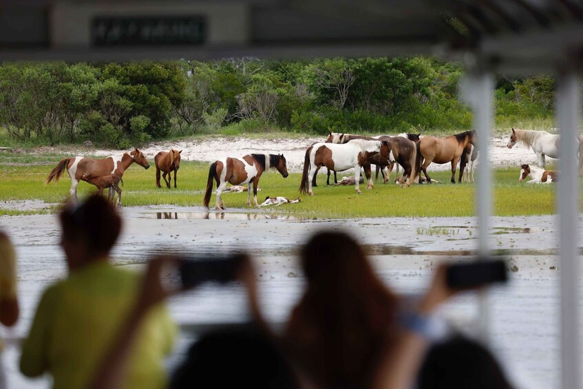 Picture 10 for Activity From Chincoteague Island: Assateague Island Boat Tour