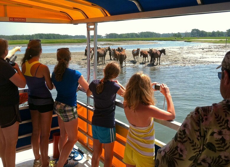 Picture 6 for Activity From Chincoteague Island: Assateague Island Boat Tour