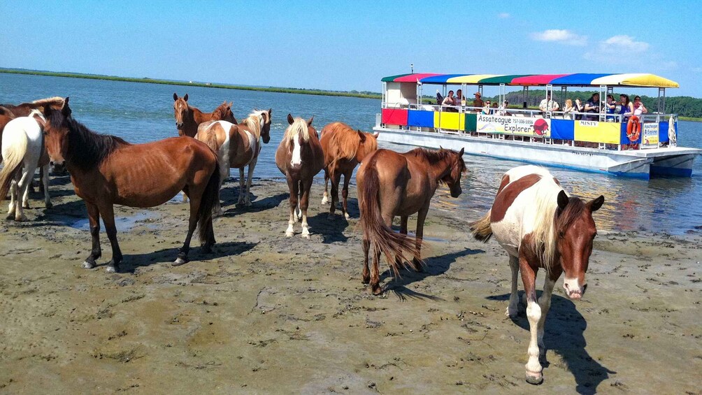 From Chincoteague Island: Assateague Island Boat Tour