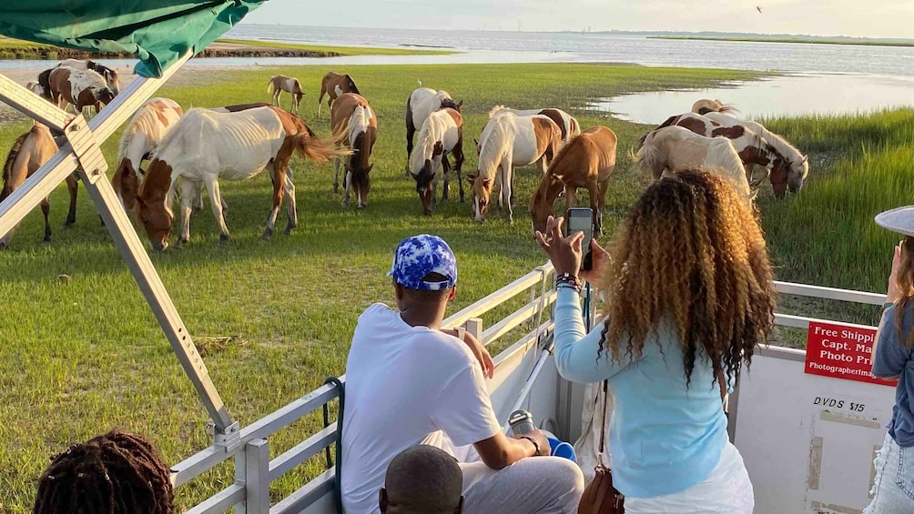 Picture 3 for Activity From Chincoteague Island: Assateague Island Boat Tour