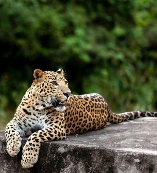 Picture 1 for Activity Jaipur: Jhalana leopard safari private tour