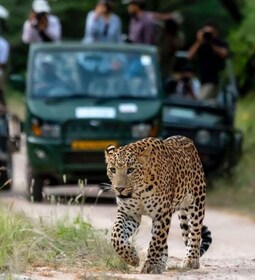 Jaipur: Jhalana leopardsafari privat tur