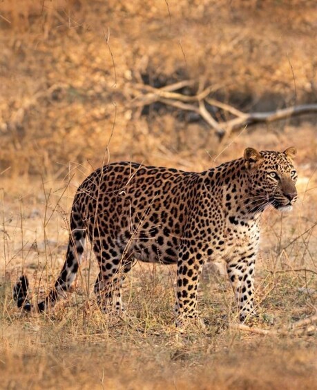 Picture 2 for Activity Jaipur: Jhalana leopard safari private tour