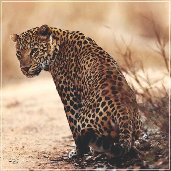 Picture 3 for Activity Jaipur: Jhalana leopard safari private tour