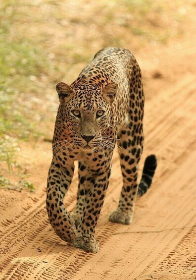 Picture 4 for Activity Jaipur: Jhalana leopard safari private tour