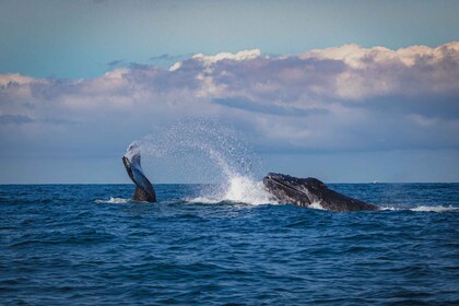 Mirissa : plongée en apnée avec les baleines et la faune marine