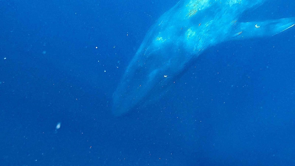 Picture 3 for Activity Mirissa: Snorkelling with Whales and Marine Life