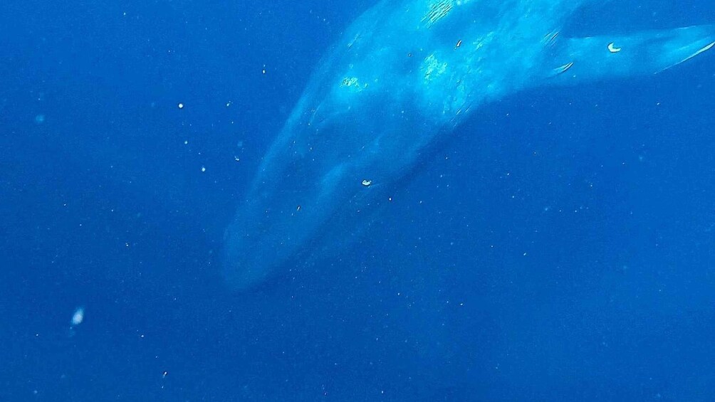 Picture 3 for Activity Mirissa: Snorkelling with Whales and Marine Life