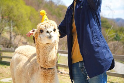 Seúl: Mundo de la Alpaca, Paseo en trineo y Puente colgante