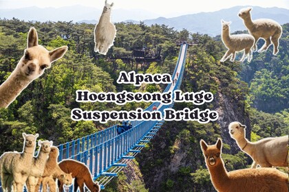 Seoul: Alpaca World, rodelen en hangbrug