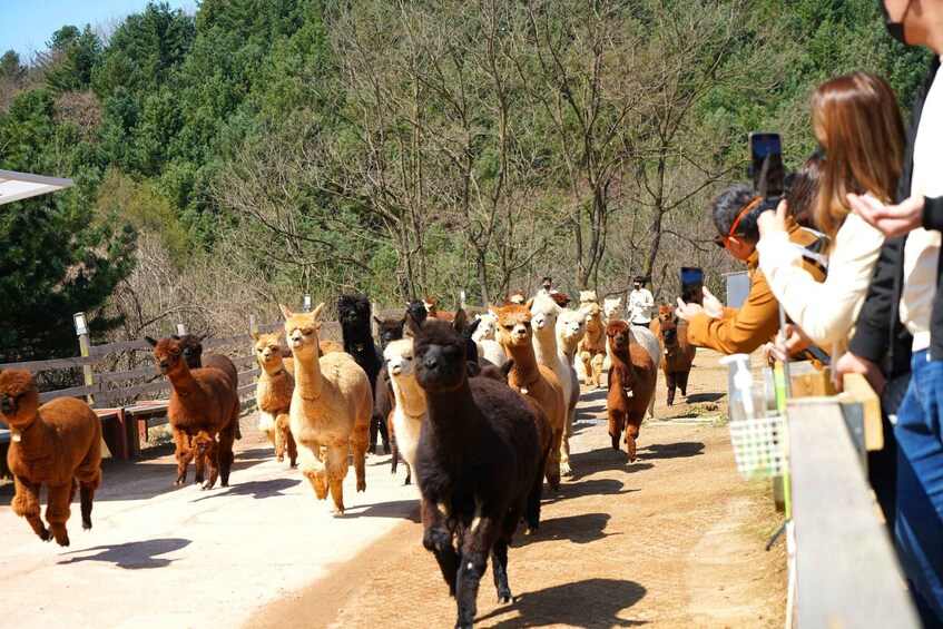 Picture 3 for Activity Seoul: Alpaca World, Luge Ride and Suspension Bridge