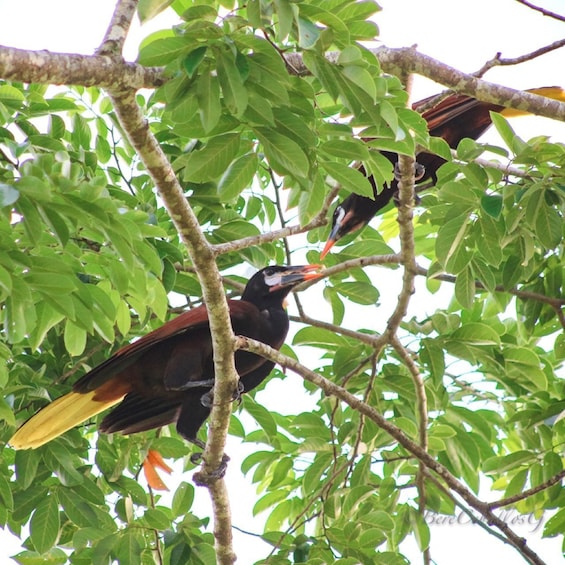 Picture 4 for Activity From Campeche: Mamantel River Tour