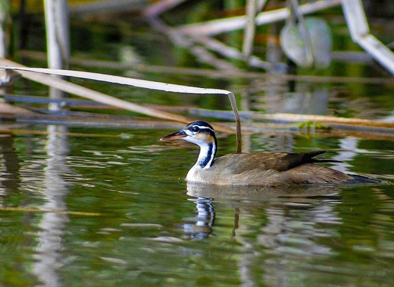 Picture 2 for Activity From Campeche: Mamantel River Tour