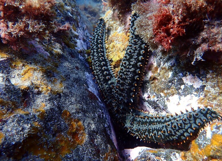 Picture 4 for Activity Costa Teguise: Snorkeling Tour with Instructor & Equipment