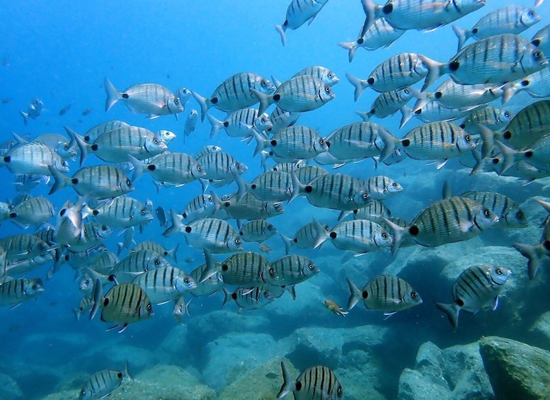 Picture 3 for Activity Costa Teguise: Snorkeling Tour with Instructor & Equipment