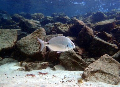 Costa Teguise: Snorkeling Tour with Instructor & Equipment