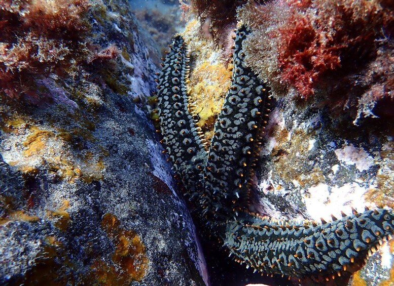 Picture 4 for Activity Costa Teguise: Snorkeling Tour with Instructor & Equipment