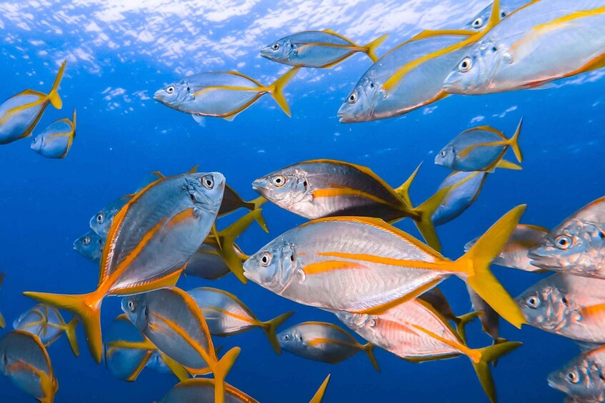 Picture 1 for Activity Costa Teguise: Guided 2-hour Snorkeling Tour for all levels