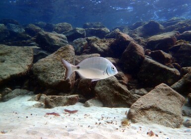 Costa Teguise: Snorkelling Tour with Instructor & Equipment