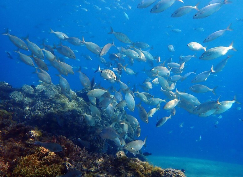 Picture 5 for Activity Costa Teguise: Snorkeling Tour with Instructor & Equipment