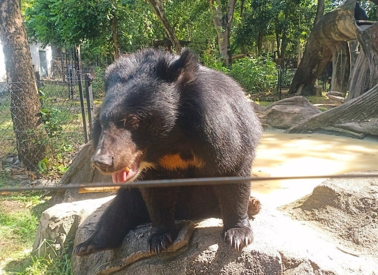 Picture 3 for Activity Private 01 Day Trip to Buddha Kiri and Zoological Park Tamao