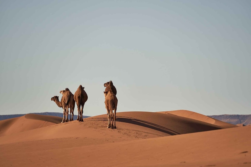 From Fes to Marrakech through Atlas Mountians and Sahara