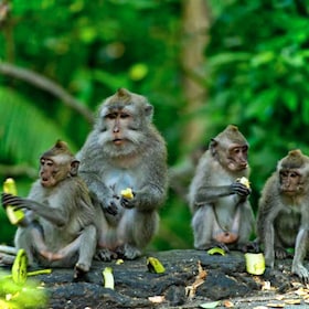Bali: Ubud Highlights Private Day Tour with Monkey Forest