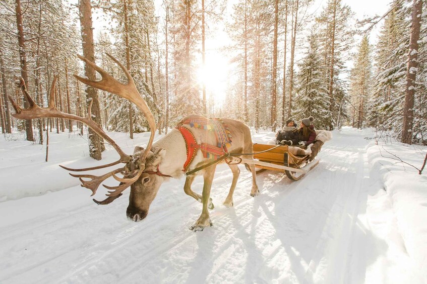 Picture 4 for Activity Rovaniemi: Santa Claus Village, Husky & Reindeer Sled Ride