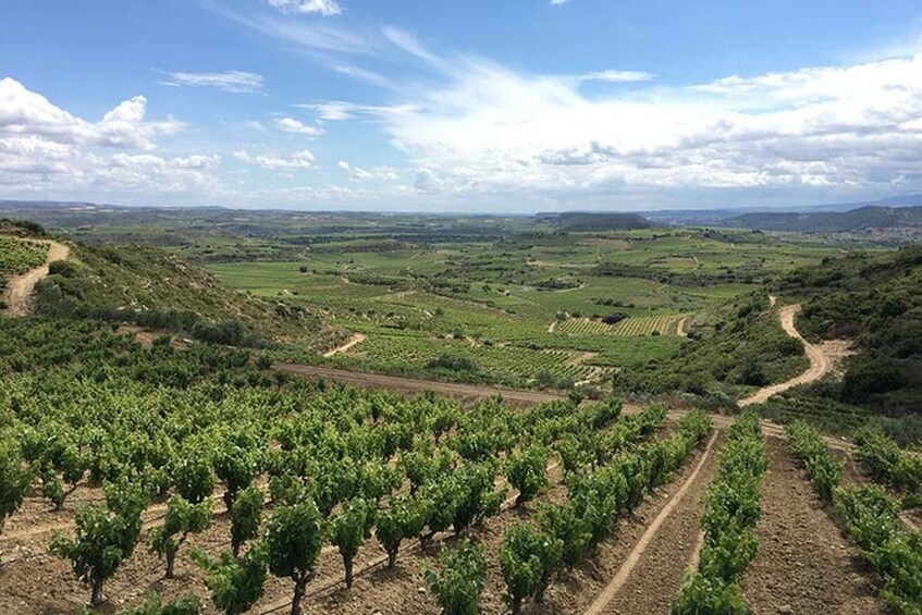 Picture 7 for Activity From Bilbao: Two Rioja Wineries Day Trip with Picnic Lunch