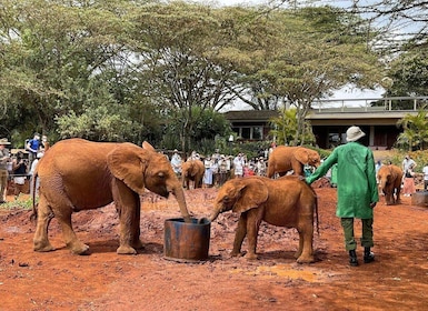 Nairobi: Orfanotrofio degli elefanti, Centro delle giraffe e Karen Blixen