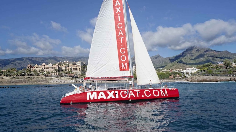 Costa Adeje: Whale and Dolphin Cruise with Food and Pickup